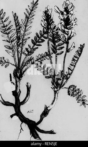 . Les mauvaises herbes toxiques pour le bétail [microform]. Plantes vénéneuses ; les plantes toxiques ; Plantes vénéneuses pour le bétail ; toxicologie vétérinaire intoxication du bétail ; plantes ; toxicologie vétérinaire. Tôles IV. LOCO BLANC-mauvaises herbes. Veuillez noter que ces images sont extraites de la page numérisée des images qui peuvent avoir été retouchées numériquement pour plus de lisibilité - coloration et l'aspect de ces illustrations ne peut pas parfaitement ressembler à l'œuvre originale.. Talbot, P. R. (Percy R. ), d. 1955 ; Hooper, J. C ; l'Alberta. Ministère de l'Agriculture. Les écoles provinciales de l'Agriculture. Edmonton : J. W. Jeffery Banque D'Images