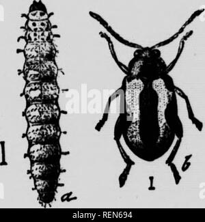 . Les insectes affectant les légumes [microform]. Légumes ; légumes ; les insectes nuisibles ; insectes nuisibles. Cochon. 43.-chrysalide de la tomate ver. Fig. 44-la-puce navet ponderosa et larve, considérablement augmentée. dans le sud-ouest de comtés de l'Ontario, d'autres ennemis de la dernière usine pour rendre leur unwekome l'apparence. Les vers gris en début de saison sont très destructeurs pour les jeunes plantes, mais peut être gardée par l'utilisation de la bran-empoisonné en purée. Les feuilles sont susceptibles d'être attaqués par les scolytes de puces, la punaise terne-bug et de sauterelles. L'ennemi le plus visible des deux usines est : Le Five-Spo Banque D'Images