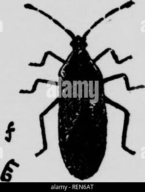 . Les insectes affectant les légumes [microform]. Légumes ; légumes ; les insectes nuisibles ; insectes nuisibles. Fig. 34.-Squash-bug : (a à e) nympbs dans les différentes étapes de croissance ; (/). bus adultes beaucoup plus large. nous, heureusement, ils sont assez rares ; si elles deviennent nombreuses, à tout moment, ils peuvent être facilement contrôlés par l'utilisation de poisons arsenicaux. L'OIGNON. Le Maqgot ceparum {Phorbia oignon)-(Fig. 35)-est très similaire dans le mode d'attaque et de cycles de vie de la Mouche du chou déjà décrit ; il est donc inutile de répéter ces éléments. Il est souvent extrêmement de'struc, et a presque entraîné Banque D'Images