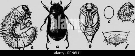 . Les insectes affectant les légumes [microform]. Légumes ; légumes ; les insectes nuisibles ; insectes nuisibles. Les limaces. Ce ne sont pas des insectes, mais appartiennent au même famUy* comme créature d'escargots, mais sont dépourvus de coquilles. Comme ils sont souvent très gênants, en particulier dans les jardins ombragés ou humides ville, ils peuvent être indiquées ici. Comme les vers gris, ils sont nocturnes, se cachant sous un abri dans la journée, et de dévorer pendant la nuit quelle que soit la végétation succulente ils peuvent être en mesure d'atteindre. Une méthode pour se débarrasser d'eux est d'aller dans le jardin, où leur présence a été faite kn Banque D'Images