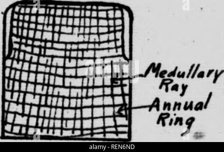 . L'étude de la nature [microform]. Histoire naturelle ; sciences naturelles. atranfemtnt à c/b tron j^A. ^^'h. /Vf© .. /Vj^.'//,. Veuillez noter que ces images sont extraites de la page numérisée des images qui peuvent avoir été retouchées numériquement pour plus de lisibilité - coloration et l'aspect de ces illustrations ne peut pas parfaitement ressembler à l'œuvre originale.. Creelman, George C. (George Christie), b. 1869 ; l'Ontario. Ministère de l'Agriculture. Toronto : ministère de l'Agriculture Banque D'Images