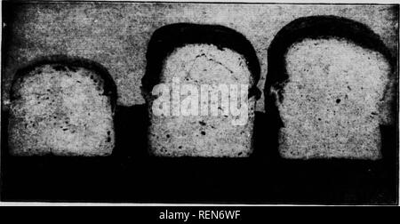 . L'étude de la nature [microform]. Histoire naturelle ; sciences naturelles. du blé, la presque totalité de ce qui va dans le son, contient beaucoup plus d'Os- décisions de matériel que la farine. En raison de cela certains disent que le "brevet" et " Baker's " 9e de farine ne sont pas aussi bonne que la farine faite par l'ancien processus de pierre. La farine Graham est censée être du blé moulu en farine ; mais il est difficile de rectifier le son si fine qu'elle n'aura pas un effet néfaste sur l'homme son système digestif. Pour surmonter cela, il y a été inventé une machine qui se détache du manteau de l'extérieur Banque D'Images