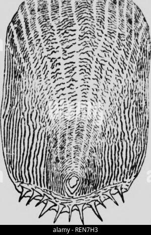 . L'histoire de nouveaux poissons alimentaires [microforme] : I. La plie canadienne. É ; Poisson (aliment) ; poissons ; Plie ; poisson ; Poissons. Comme dans le bien-knâwn.ca sc- d'un couper le tronc ,&gt;f un arbre, dans lequel le CHintuiK &Lt ;'Â" le rin^s donne la une^e ..f l'arbre en années. ' Â propre dans tigure 11 il I.,- vu qu'il (dans le large scales sh m.. Veuillez noter que ces images sont extraites de la page numérisée des images qui peuvent avoir été retouchées numériquement pour plus de lisibilité - coloration et l'aspect de ces illustrations ne peut pas parfaitement ressembler à l'œuvre originale.. Huntsman, A. G. (Archib Banque D'Images