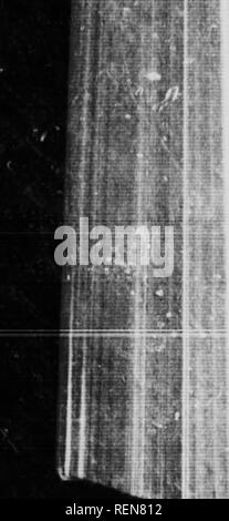 . Le scarabée sacré, et d'autres [microform]. Les coléoptères ; ColÃ©optÃ¨res. Le Scarabée sacré et d'autres à se hisser jusqu'au moyen d'un tel dédale comme jamais Copris mansion savait avant, l'insecte doit frotter contre et appuyez sur les unités de la pile. Mais elle compte aucune le mieux pour cela. De l'insecte tout cela est seulement la ho.nc. n'est que la famille, dignes des mêmes soins à l'suniiPit qu'à la base. Ho douze produits bv m&gt ; la ruse et les deux de son propre arc pose la même chose m son arithmétique. . 1 présenter ce mnthematician étrange à tout sur : qui vient et me parle d'une lueur o*" numéro cas Banque D'Images