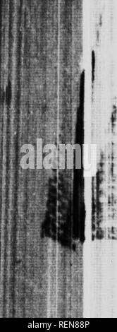 . Le scarabée sacré, et d'autres [microform]. Les coléoptères ; Coléoptères. Le Scarabée sacré et d'autres. possédé par nos fabricants de sphères, les poires et les boulets ; mais nous ne sommes pas moins surpris par quelque chose de totalement différent, à savoir la mère, profondément inditierence à la pépinière qui mais aujourd'hui a été l'objet de son tcnJerest s'en soucie. Mes remarques s'appliquent également à la Sacrée ponderosa et les deux Gymnopleuri, tous affichent le même zèle admirable quand le confort du grub doit être assurée, et plus tard, avec pas moins l'unanimité, la même indifférence. J'ai surprise la mère dans son terrier avant qu'elle n'a jeté Banque D'Images