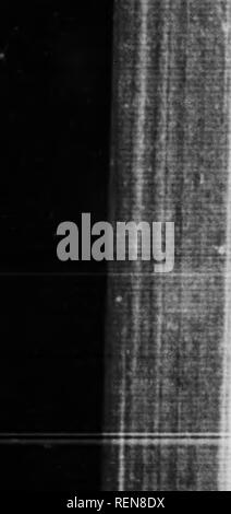 . Le scarabée sacré, et d'autres [microform]. Les coléoptères ; Coléoptères. J 1. Le Scarabée sacré et d'autres de la faiblesse de la créature et la minceur de la paroi. Comme sa protection, par conséquent, le grub a, à sa manière, l'inspiration primitive sans laquelle aucune ne serait capable de vivre ; il obéit à la voix impérieuse de l'instinct, qui dit : *''il n'y seras pas mordre et ailleurs." Et, sur tout le reste, aussi tentant, il mord à l'endroit prescrit ; il mange dans la poire au bas du cou. Dans quelques jours, il a travaillé son chemin dans les profondeurs de la masse, où il grand et cires Banque D'Images