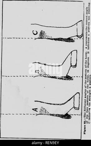. Des études dans l'élevage des chevaux [microforme] : un traité sur la science et la pratique de l'élevage de chevaux. Chevaux ; les chevaux, chevaux, chevaux. 160'DITS IKS DANS L'élevage de chevaux 282. Ccrrect la conformation de paturon. Accession à la conformation de l'avant des jambes, des 32,902 chevaux qu'illogique, 11 165 d'entre eux w ?re signalé unsound en face. Comme H. ce qui concerne ces, 10 378 ont été rapportés avec courte et droite métacarpes. Certains ont été déclarés comme ayant plutôt pauvres pieds au moment de leur achat, où l'Est est de bonne longueur et l'élasticité, les pieds étaient restés dans le sujet Banque D'Images