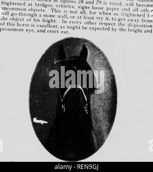 . Des études dans l'élevage des chevaux [microforme] : un traité sur la science et la pratique de l'élevage de chevaux. Chevaux ; les chevaux, chevaux, chevaux. Jusqu'à-, et niKi:v,)je..H,v ok y J'llciH^j. ; m "hordes illcd, Mil ! Uii..t. i . i â ¢. o manger;ui cn l.nngry. J f,^ 1' sn . ^'['""^^y l&Lt ;"ous assez d'os frontal entre l'eves nn.j r ^^^^ ^^P^^^ion de la tête en arrière,n'oeil pour l'oreille. SoSo-n s un "il'f J'' ''' ^^^ ^»^^^''"--^^ »^ vuh si petit une cavité cérébrale et ti ? '" Â ¢"''"" '"^ ^»^^ cheval ne démentent pas son phrenolol^ » ^» J neve .tT"""&q Banque D'Images