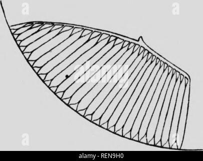 . Le fundus oculi d'oiseaux, d'autant plus que vue par l'ophthalmoscope [microforme] : une étude comparative de l'anatomie et la physiologie. L'ophtalmoscopie Ophtalmoscopie oeil ; ; ; Oiseaux ; Oeil ; les oiseaux. Fig. lOH. Americaniu Ameriran Crow (Comu).. Fig. 109. Le Geai de Steller Cyanocitta {lUUeri) x U. Vue latérale du pecten préparé dans les yeux de certaines espèces d'oiseaux.. Veuillez noter que ces images sont extraites de la page numérisée des images qui peuvent avoir été retouchées numériquement pour plus de lisibilité - coloration et l'aspect de ces illustrations ne peut pas parfaitement ressembler à l'œuvre originale.. Bois, Casey A. (Ca Banque D'Images