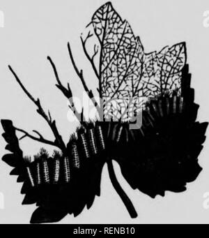 . L'espèce de livre [microforme] : un guide populaire pour une connaissance des papillons de l'Amérique du Nord. Papillons papillons nocturnes ; ; papillons nocturnes ; les mites. Ckilcmilda Ces soldats-comme les fichiers sont formea par des vers dans l'uniforme noir et jaune qui produisent une espèce connue sous le nom de ", l'Américain Procns. Les œufs éclosent à partir de laquelle ils sont pondus en petits amas sur la face inférieure des feuilles, et tandis que les vers sont petites, elles laissent le plus touché de l'ONU- deli- cate nervures de la feuille, qui présente ensuite l'apparence des WDrk- net, comme indiqué dans l'ofthf droit figure (311) ; mais lorsqu'ils deviennent plus Banque D'Images