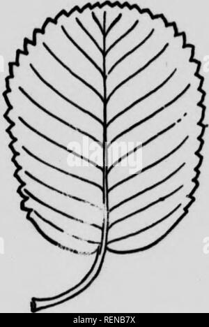 . La flore de l'ouest sélectionné [microforme] : Le Manitoba, la Saskatchewan, l'Alberta. Botanique ; botanique ; botanique ; botanique ; botanique ; Botanique. La flore de l'Ouest sélectionné r&d'ovaire ; gt-c)&gt;ll('&Lt ;|, radh 2 ni-ll-iH&Lt ;&Lt ;'fl(ex, &gt;ul&gt ;-&gt ;'ordiite euitrsely ut la buse. dentute iitHjve raieniesxhort au milieu ; ; pi'tHlmibluneeiiluti» puriile eovered : des fruits. u avec fleur. Parents woods, Miui.-pension. Xg. LEGUMIN6s." (LRR Flo. 62. - Amclanchicr t'ni- Famille) foUa. Des herbes, des arbustes ou des arbres, d'autres stipulent, pains et typiquement composé de fleurs irrégulières ; calice S-parted ; corolle de 5 pétales, la partie supérieure, ou Banque D'Images