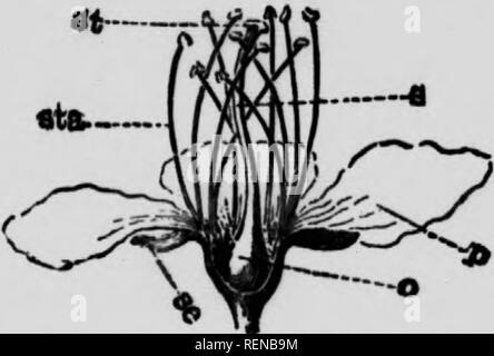 . La flore de l'ouest sélectionné [microforme] : Le Manitoba, la Saskatchewan, l'Alberta. Botanique ; botanique ; botanique ; botanique ; botanique ; Botanique. hoi;ace" 61 usines fournissant beaucoup de nos plus valualilit rtowers et fruits. N'simbling étroitement le Sttxifraga&Lt ;"'u ; iu Um- flowiT, un&lt;l tlif Li'gunii- nostc dans le pain. • OVABY ADHKRINU Tu NI LE CALICE TUUE. « URRODNDED NUK BT, ni ENfUIHEO dans elle. 1. Pnumi beconiiiiK, pistil, solitaire n dnipp. 2. SplrM pistils, 5-S, forniiuK scvi'ral-soi'de folliRlrs. 3. De nombreux pistils, Gram, un roccptiiile forininn im sec sec acholics cloiiKatiiiK avec des styles à maturi Banque D'Images