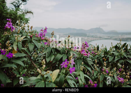 Vert foncé, sans fil, l'attention, une bonne énergie, Brésil, brasil, Rio de Janeiro, le yoga , le débit, de l'eau, des arbres, de contemplation, de contempler, de NAT Banque D'Images