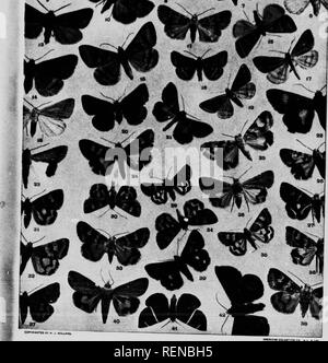 . L'espèce de livre [microforme] : un guide populaire pour une connaissance des papillons de l'Amérique du Nord. Papillons papillons nocturnes ; ; papillons nocturnes ; les mites. . Veuillez noter que ces images sont extraites de la page numérisée des images qui peuvent avoir été retouchées numériquement pour plus de lisibilité - coloration et l'aspect de ces illustrations ne peut pas parfaitement ressembler à l'œuvre originale.. Holland, W. J. (William Jacob), 1848-1932. Toronto : W. Briggs Banque D'Images