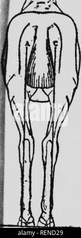 . Cheval au Canada [microforme]. Les chevaux, chevaux. - 47 - Cependant, consideraHon appearB thiH di.quand e pace i. t'a augmenté. galop. En Z. ca"e-tho j 'r ^. ^f"^^'''linib fonvtird est projetée. avec une grande force, au cours de pro- gre"sion, et le resnlta ne sont pas l'eamo aa au trot. L'avant-bras 4 iouhI mtiflcled aussi être bien poseesa atronir et et bien développé, tondonn enffioientlj reoist puissant à tous les efforts de tractions et qu'ils sont continuellement J'exposecj admirahly ont fréquemment été autrement con- structed et puissants chevaux rendus inutilisables, complètement inutile" Banque D'Images