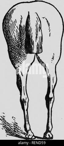 . Cheval au Canada [microforme]. Les chevaux, Chevaux. iIWi" i : ; j !pn :' i - 36 - Il a été beaucoup question au cours de la direc- tion de la croupe, droite, horizontale, inclinée. Il est difficile d'accorder la préférence à beaucoup l'autre type, et d'un choix est toujours difficile lorsque d'autres- sage la conformation est bonne. Cependant, une croupe d'obliquité moyen est le type qui fournit la meilleure conditioi-s pour la production de la résistance et de la vitesse.. Fig. 13. -Conformation défectueuse. Croset-footed unci-bow embourbée. Veuillez noter que ces images sont extraites de la page numérisée des images qui peuvent avoir Banque D'Images
