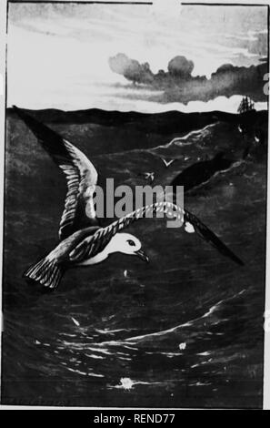 . Les créatures de la mer [microforme] : les récits de vie de certains oiseaux de mer, des bêtes, et des poissons. Animaux marins ; les poissons ; Faune marine ; Poissons de mer träller UIMAH IKTKri. lifl (slINKfH). [À /pfae. 368.. Veuillez noter que ces images sont extraites de la page numérisée des images qui peuvent avoir été retouchées numériquement pour plus de lisibilité - coloration et l'aspect de ces illustrations ne peut pas parfaitement ressembler à l'œuvre originale.. Bullen, Frank Thomas, 1857-1915. Toronto : McClelland &AMP ; Goodchild Banque D'Images