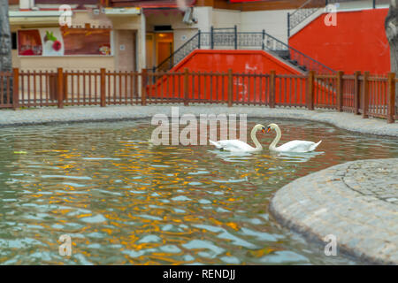 Forme de coeur de cygnes blancs de Kugulu Park, Ankara, Turquie Banque D'Images