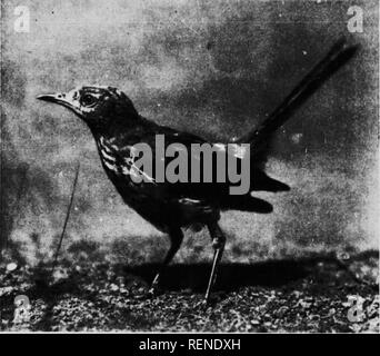 . La façon d'attirer les oiseaux, et d'autres parle de voisins d'oiseaux [microforme]. Les oiseaux, attirer des oiseaux ; Attraction ; Oiseaux, des oiseaux ;. Chansons Sans paroles les voyageurs dans le secteur de l'agriculture à dire que les canaries sauvages Il n'y a nullement aussi -tué musiciens comme les chanteurs en cage. Sans doute, la voix de l'oiseau a été améliorée par la mise en culture autant que ses plumes, qui, à l'origine, étaient gris et brun verdâtre, 'S !TT&amp ;'"M^SSi. L'tliii f .American M)ii,t :&gt;tci--une voiuii ; .ii)ckin&gt ; ;-liiril quand canaries ont d'abord été importées dans luirope au xvie siècle. Néanmoins, notre Banque D'Images
