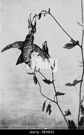 . La façon d'attirer les oiseaux, et d'autres parle de voisins d'oiseaux [microforme]. Les oiseaux, attirer des oiseaux ; Attraction ; Oiseaux, des oiseaux ;. ^fMWj ^h. Vidange ; ii)tlit iiiiiilMiii'&gt ; li()rii&gt ; de l'abondance. Veuillez noter que ces images sont extraites de la page numérisée des images qui peuvent avoir été retouchées numériquement pour plus de lisibilité - coloration et l'aspect de ces illustrations ne peut pas parfaitement ressembler à l'œuvre originale.. Neltje Blanchan,, 1865-1918. Toronto : Copp, Clark Banque D'Images