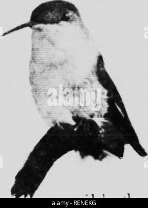 . La façon d'attirer les oiseaux, et d'autres parle de voisins d'oiseaux [microforme]. Les oiseaux, attirer des oiseaux ; Attraction ; Oiseaux, des oiseaux ;. "' &Gt ;":Jt &gt;f^ MM MM -"*. Comment attirer les oiseaux tonu;ue pouvez lic à w ill et tourné dans un dircctit&gt;s de lécher le la&gt;t drop ot bonbons dans un cornueopia guéri, alors que les deux lu-e et Initterflv^nui t insérer leur tonirues straitiiit dans une ligne. Ici reposent lias une advantaiie zumerfin^j rheni Rel. Mini-van, il stipule que la nature riowers wiiich s'adressent à lui, ici s'hlooni pour un&gt ; à reed lui en succession ordonnée s'il sui Banque D'Images