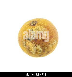 Rotten citron isolé sur fond blanc Banque D'Images