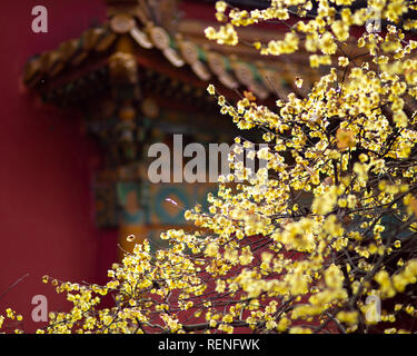 Nanjing, Chine. 21 Jan, 2019. Prune en fleurs fleurs au mausolée de la dynastie des Ming Xiaoling Scenic Area, à Nanjing, Jiangsu Province de Chine orientale. Credit : Asie/Pacifique Sipa Press/Alamy Live News Banque D'Images