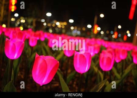 Rongcheng, Chine. 21 Jan, 2019. Des milliers de lampes en forme de tulipe peut être vu dans la Chine orientale Rongcheng La province de Shandong. Credit : Asie/Pacifique Sipa Press/Alamy Live News Banque D'Images