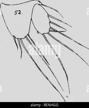 . Les crustacés. La partie K [microforme] : copépodes marins. Expédition arctique canadienne (1913-1918) ; Expédition arctique canadienne (1913-1918) ; Copepoda ; crustacés ; Crustacea ; Copépodes. Je l'ui. .'It, I)iiiti4i&gt;liiix&gt;une xiiiiKild. AiitciKir aiili'iiiia. La division fii Tlic&gt;t llioiacic^- h a mangé comme tiiosc tlnshaiilis ot 1). et I). iKijUctn { 1 : avec un centic plumeuses au si de l'articulation. L^^le aiif distal- de ue J'•iialaloiy 2 iiid du lejis conspieiioiislv piddiic pas aic&lt;'d, comme ils l'aic en I). Ihis)i)idfx. Deuxième le^s j'ilh seta' comme en 1). L'spiiiuies Ilnslioiihs^ : aie de lie coar Banque D'Images