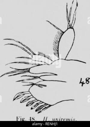 . Les crustacés. La partie K [microforme] : copépodes marins. Expédition arctique canadienne (1913-1918) ; Expédition arctique canadienne (1913-1918) ; Copepoda ; CrustacÃ©s ; Crustacea ; CopÃ©podes. J'ij ;. 17. //. Iiiiiri nut ! Â '. 'J'cniiinal Hirlinn p 1 |lo ri ; fr,,dans .-.tatioii l : ;. Le maxillaire est comme celui de H. rhilifir liifid : ]V2. l'oiie raiin-j,,mted, l{j'tiisetose iiadiiselose (|. Il inasticaloiv. le marché avec seta' i I'iii. ts .. Â IK- l^. // Iiiiiniiiix. Maxillaire. Gare de ml. Deuxième maxillipède : U 2 avec une partie proximale de comli s|)iiniles anleiior sur son visage (Kifi. 4 !&gt ;) et deux coiiihs sur sa face postérieure, Banque D'Images