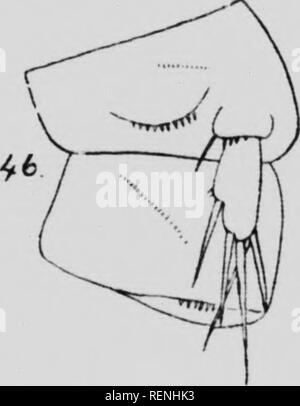 . Les crustacés. La partie K [microforme] : copépodes marins. Expédition arctique canadienne (1913-1918) ; Expédition arctique canadienne (1913-1918) ; Copepoda ; crustacés ; Crustacea ; Copépodes. J'ig. 4."i. Itnrpiirlirus sujH rJIiin-.". J'iflli" lc£s'iiiiile iif ft. J'ifth moins d'hommes (p.) --') : inner proc lamellaire'ss absente comme dans //. iinnrnii.- : : dans aiciiate spimiles de ligne est effectué sur le segment iTli .")) à l'extérieur (il p ") : en face de cet arc il y a une rangée transversale de points, et d'un ; olili(iiie faible se produit sur le segment (Fic- jienital- tl. Kin. J'i- llariuii mauvais nous x Banque D'Images