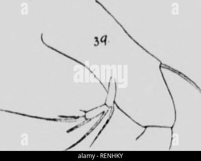 . Les crustacés. La partie K [microforme] : copépodes marins. Expédition arctique canadienne (1913-1918) ; Expédition arctique canadienne (1913-1918) ; Copepoda ; CrustacÃ©s ; Crustacea ; CopÃ©podes. 3() K f'liiiinlniii Klimhlinfi .irlir. J'.lt.i-EST Alllrrii lllltciiiiil&gt;r' ll-ji). srvrii ililr(l-lclitllH tllf IfHiJtli irte i.f J'vpluilowiliic iiMirrd llif'tiH dans midillf linr. J'Dstninr iiiti iitiii .''' avec |{joiiitrd j r iwo-l-'i(t. ;M"j'iiuinliiT iiriiiriKi iiliil ; l'iil'CVIM ftii'iÂ" miIijitI iiimIihii dans v. ; !Â ¢&lt ; 1- jusqu' ri'liitivi lfiijÂ'€lli III' tlic deux joint*.. 1'.' //. tfjutit^^{il RSF H DROIT* .1" Banque D'Images