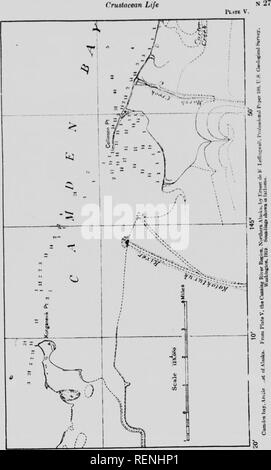 . Les crustacés. Partie N [microforme] : le crustacé vie de certaines lagunes de l'Arctique, les lacs et étangs. Expédition arctique canadienne (1913-1918) ; Expédition arctique canadienne (1913-1918) ; crustacés ; Crustacea. Crustacé. ^^m / t.t. Veuillez noter que ces images sont extraites de la page numérisée des images qui peuvent avoir été retouchées numériquement pour plus de lisibilité - coloration et l'aspect de ces illustrations ne peut pas parfaitement ressembler à l'œuvre originale.. Johansen, Frits, b. 1882 ; Expédition arctique canadienne (1913-1918). Ottawa : F. A. Acland Banque D'Images