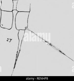 . Les crustacés. La partie K [microforme] : copépodes marins. Expédition arctique canadienne (1913-1918) ; Expédition arctique canadienne (1913-1918) ; Copepoda ; CrustacÃ©s ; Crustacea ; CopÃ©podes. V" ?â '&gt ;. Acitiim Iniiinlii iliorax ciiil : d'iiicl viroMinn . tlic' iii sulc vue, lijt. 2Tl. Même. J'rnj^diiic fi'inii V)cl.iv. Dans le swimmint : pieds, le terminal &gt;ela isti de la face externe de la branche montante est beaucoup plus longue que J{lonjier e 15, en fait que l'ensemble, il stroimly seiratcii avec un edtje airanfiement extérieur : le de la seta' j'^- la v;inie comme dans .1. liaii.-^j.. J'in. -. .'Iiiiiii J'linnl't. J'iftli j'i- Banque D'Images