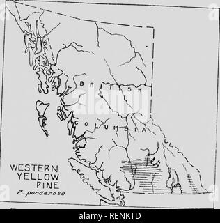 . Arbres indigènes du Canada [microforme]. Les arbres ; ForÃªts et sylviculture ; les forêts et la foresterie ; Arbres. 22 UN'ad e Trcis du C anada au Canada cette trt-e ne se trouve que dans l'intérieur de l'^^^X : : ::r ;--:s-F----^^^^^^. Pin jaune de l'^. joonc/cro si TI â i :'r' :' ::rx';â¢- ; : : : ; ;;t, ; :,,^''''&gt ;-â â â€¢'-"â â€¢â¢--â -- pradt ; PINUS MURRAYANA, Balf , LODGKPOLE^ «^Comn pin sur les noms : le pin noir, piâe, broussailles de pins*, port pin côte de Br,t,sh Columbia, de l'ouest jack pL, whit ph "* .Alberta^^, Cyprès (sud de l'Alberta et de la Saskatchewan Nom anglais : borne dc Murray. Veuillez noter que ces i Banque D'Images