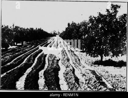 . Informations pratiques sur l'irrigation pour les producteurs de fruits de la Colombie-Britannique [microform]. Fruits, fruits, l'irrigation, l'irrigation. FIk. IHntrlhntliiu natrr « J'ut en turrunii riiDiTrlr (rhum brail flume. w. Veuillez noter que ces images sont extraites de la page numérisée des images qui peuvent avoir été retouchées numériquement pour plus de lisibilité - coloration et l'aspect de ces illustrations ne peut pas parfaitement ressembler à l'œuvre originale.. Etcheverry, B. A. Bernard (Alfred), 1881-1954. Victoria, B. C. : W. H. Cullen Banque D'Images