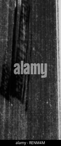 . Le scarabée sacré, et d'autres [microform]. Les coléoptères ; Coléoptères. Le Scarabée sacré et d'autres appendices permanent ? L'évolution de la nymphe est rapide ; l'insecte est parfait m quelques semaines. Pourrait-il pas que, si ce bref espace suffit à promouvoir la maturité des cornes sur le front, la corne thoracique nécessite plus de temps pour mûrir ? Laissez-nous prolonger la période larvaire et artificiellement le germe donner le temps de se développer. Il me semble qu'une baisse de température, animé et maintenu pendant quelques semaines, pendant des mois si nécessaire, devrait être capable d'apporter à ce résultat, par Banque D'Images