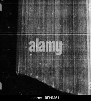 . Le scarabée sacré, et d'autres [microform]. Les coléoptères ; ColÃ©optÃ¨res. 'Je' â¢V ;â. Le SacrcH Ponderosa et autres aurait certainement servi de lui pour leurs images hieratical. Il est aussi bon que le Scarabée sacré et même hetter du point de vue de ces bizarreries qui otter une telle portée symbolique sacerdotaux à. Sur le bord avant du corselet, une seule corne s'élève, aussi puissant que les deux autres et sliaped comme un cylindre se terminant par un cône ' lb. Il pointe vers l'avant et en mélange est au milieu de la face frontale Crescent, projetant une ^'â… au-delà des DFIT. L'arrangement est glori- ment original. E Banque D'Images