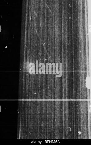 . Le scarabée sacré, et d'autres [microform]. Les coléoptères ; Coléoptères. Le Scarabée sacré et autres intestins donner, si nécessaire, la colle qui colle ensemble. De cette façon, une jolie maison est obtenu, dans la forme ovoïde, pohshed dans le stuc et ornée sur le outsid : "légèrement en saillie avec cales, semblables à celles d'un cône de cèdre. Chacune de ces échelles est l'une des briques qui ont été produites à partir de la butte. Le cercueil n'est pas grande : un rherry-stone serait à propos de représenter ses dimensions ; mais il est si précis, si joliment façonné qu'il va soutenir la comparaison avec les meilleurs pro Banque D'Images