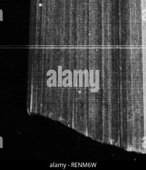 . Le scarabée sacré, et d'autres [microform]. Les coléoptères ; Coléoptères. Le Scarabée sacré et d'autres se déplace un peu sur avec l'aide de ses jambes bien formées ; il chavire à nouveau et commence à lécher de nouveau. Comme l'habitacle est spacieux et abondamment fourni, le régime alimentaire dure un certain temps. Les gros bébés du Geotrupes, le Copris et le Scarabée sacré finissent à une brève séance le délicat dont leur étroit lodge est bloqué, un bonbon frugalement servie et ' 'st suffisant pour aiguiser l'appétit et préparer l'estomac pour tarif plus grossière ; mais l'Onthophagus' grub, que chétif, nain a assez de las Banque D'Images