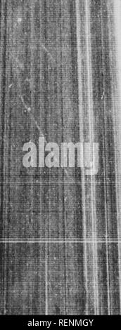 . Le scarabée sacré, et d'autres [microform]. Les coléoptères ; ColÃ©optÃ¨res. .Â"*^'-^^^^. w aSSi ; : Le scarabée sacré et d'autres à moitié rempli avec sable frais et en plus suppUed avec dispositions obtenues de la pâtisserie de brebis, chaque pot reçoit sa part d'Onthophagi, d'espèces distinctes et avec les deux sexes. Lorsque la maison de verre sont utilisées et la population soit- est trop dense, je recours à des pots de fleurs ordinaires, meublées selon la règle et fermé par un panneau de verre. L'ensemble est organisé sur ma grande table de laboratoire. Mes captifs sont satisfaits de leur there are no translations available.in Banque D'Images