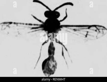 . Merveilles de la vie d'insectes [microforme] : un compte rendu populaire de la structure et de l'habitude. Les insectes ; Insectes. . Veuillez noter que ces images sont extraites de la page numérisée des images qui peuvent avoir été retouchées numériquement pour plus de lisibilité - coloration et l'aspect de ces illustrations ne peut pas parfaitement ressembler à l'œuvre originale.. L'étape, Edward, 1855-1931. Toronto : W. Briggs Banque D'Images