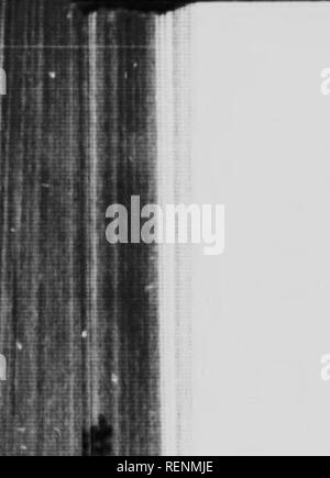 . Le scarabée sacré, et d'autres [microform]. Les coléoptères ; Coléoptères. ^ s. Veuillez noter que ces images sont extraites de la page numérisée des images qui peuvent avoir été retouchées numériquement pour plus de lisibilité - coloration et l'aspect de ces illustrations ne peut pas parfaitement ressembler à l'œuvre originale.. Fabre, J. Henri (Jean Henri), 1823-1915. Toronto : McClelland, Goodchild &AMP ; Stewart Banque D'Images