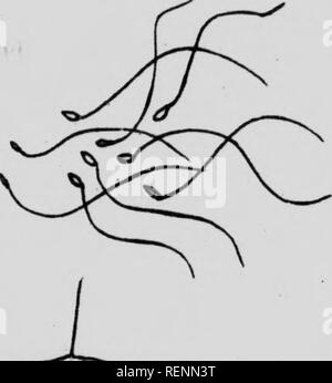 . Des études dans l'élevage des chevaux [microforme] : un traité sur la science et la pratique de l'élevage de chevaux. Chevaux ; les chevaux, chevaux, chevaux. 26 études dans l'élevage de chevaux est presque triangulaires, avec une chromatine travail net si nn. f ii ce spermatozoïde dans l'eff vasa^^^l r til i 5 r... .^ oUows » « on observe, le plus essi^^uLl Le CTN nc o un chfn'"^^ » wliicli/" noyau, nlnnt^ a maintenant pris je '^' ?"^»^^ ^^^" ''Il a maintenant une plus grande moh-e^^SoraYl itrC ef :';lTs^roX et forme très étroite, la tête u ot" a"' ''"' '"""^^^ ^^^ â" ' Banque D'Images