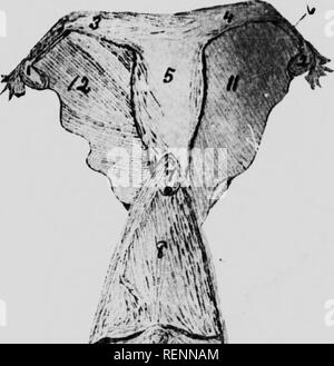 . Des études dans l'élevage des chevaux [microforme] : un traité sur la science et la pratique de l'élevage de chevaux. Chevaux ; les chevaux, chevaux, chevaux. La SEXl-Af ROtncT, J-D'HIK FAIRE 28. Le follicule. GralFum. Le mur de chaque sac d'un Graf- folhcle fian cons.sts d'une jointure externe .â ¢&gt ; cuve intérieure ul. e lat e^ tuL plus del.cate. L'Insule wail est une cuve de cellules ar, -, le roundmp r ..vnâ s aecmulation, ,une de ces cellules qu'^s connu sous le nom de Discus. Il y a une cavité dans le fu deeped fdcs I â°C. IKMl'^^^^j-''*^' Figure 10.-Les organes génératifs de la mare. 1.  ', Ovaires- 4 hrrn. du Banque D'Images