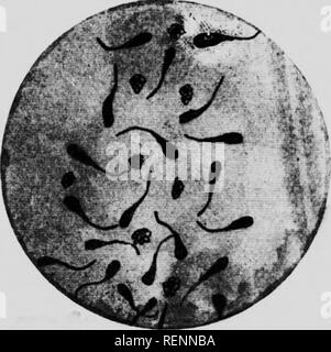 . Des études dans l'élevage des chevaux [microforme] : un traité sur la science et la pratique de l'élevage de chevaux. Chevaux ; les chevaux, chevaux, chevaux. Le PRODUIT DE L'SEXCAL STAI.I.rON- testicules d'un taIlionItenuesVl^^.r "'"'" ^ ^^''"'""' '^ ^h" ? Pour développer spermato;o" .s u 1 7N II"' p'""'/ Â°^ mare de maturation. Motion tob'en^^" soo un cd"^^^' ' "'" Â°^ '^^ ^^^^ »» le vasa efferentia. mais il s' mHrv encore ^^^p^P^^"' =3590^oa atteindre l'observé comme s'atteindre li i,i;H " ^7^^*" activité seront trouvés dans le v Banque D'Images