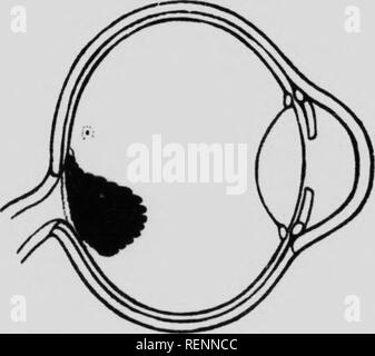 . Le fundus oculi d'oiseaux, d'autant plus que vue par l'ophthalmoscope [microforme] : une étude comparative de l'anatomie et la physiologie. L'ophtalmoscopie Ophtalmoscopie oeil ; ; ; Oiseaux ; Oeil ; les oiseaux. Fig. 31. {Catheturua laihami La Turquie pinceau).. Veuillez noter que ces images sont extraites de la page numérisée des images qui peuvent avoir été retouchées numériquement pour plus de lisibilité - coloration et l'aspect de ces illustrations ne peut pas parfaitement ressembler à l'œuvre originale.. Bois, A. Casey Casey (Albert), 1856-1942. Chicago : appuyez sur Banque D'Images