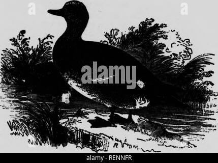 . Un manuel populaire des oiseaux du Canada et des États-Unis [microform]. Oiseaux, oiseaux. BALDPATE. Canard siffleur. Anas americana. brun rougeâtre ; bX âh L"'."^ »» 8,"'"y"h brown, breSr^oTZ â â ¢"chÂ". La femelle d'un dkrkL U'"'" ^^^Â" â ¢'' "lire. Onu"h à whue, spot.ed avec blact '"''â ¢''â ¢"" ''Â"''â ¢ Â""" et du cou nous yeXwish eâÂ";r;:X : Xref'l-tr" - "^ -" - Â" -Â"h , ^.^e o, '"ves, - bordée de vers le bas. ' """"""^ Â" Â"&gt ;"Â" "'Passion au milieu de morts ^^'- '-'""""&g Banque D'Images