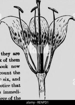 . Botanique élémentaire pour débutants [microforme] : avec référence spéciale à l'étude des plantes des provinces des Prairies. Botanique ; botanique ; botanique ; Botanique. I.L'usine ILIArKUUa !. Le iicpftls RR vert, pas {iimiliar pour nous dans les fleurs de la SOAD- tyleflons, sont absents, et nous fassent désormais, dans de tels caMPH, parlent de l'coloreil ttveii li'l'aH collectivement péri inth. Si les feuilles &amp;n) de l'un de l'autre nous dira que le polyphyllom^ est périanthe et s'ils sont unis nous allons parler d'eux comme (jamnphtjlloua. Regardez maintenant dans la fleur et compter les staniens. Il y a six, et vous ne serez pas Banque D'Images