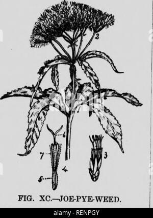 . Fleurs des champs et des forêts [microform]. Fleurs sauvages ; botanique ; botanique ; fleurs sauvages. FLOWjSns DU CHAMP ET FORÊT.. Veuillez noter que ces images sont extraites de la page numérisée des images qui peuvent avoir été retouchées numériquement pour plus de lisibilité - coloration et l'aspect de ces illustrations ne peut pas parfaitement ressembler à l'œuvre originale.. Derick, Carrie M. (Carrie Matilda), 1862-1941. Montréal : Family Herald et hebdomadaire Star Banque D'Images